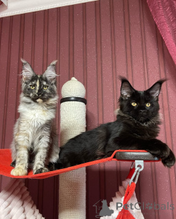 Photo №1. maine coon - for sale in the city of City of London | negotiated | Announcement № 160673