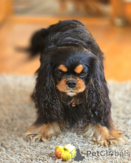 Photo №1. cavalier king charles spaniel - for sale in the city of Berga | negotiated | Announcement № 155579