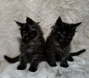 Photo №1. maine coon - for sale in the city of Youngstown | 250$ | Announcement № 96906