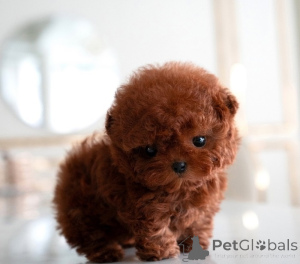 Photo №1. poodle (toy) - for sale in the city of Munich | 310$ | Announcement № 154782
