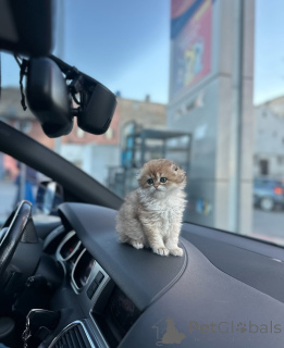 Photo №3. Beautiful Scottish Fold Kittens With Round Faces & Big Eyes. Germany