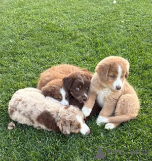 Photo №3. Standard Australian Shepherd-Welpen suchen ihre Familie. Germany