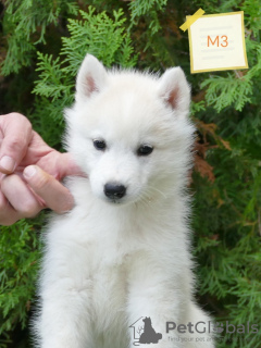 Photo №2 to announcement № 117846 for the sale of siberian husky - buy in Serbia 