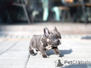 Photo №1. french bulldog - for sale in the city of Munich | negotiated | Announcement № 64566