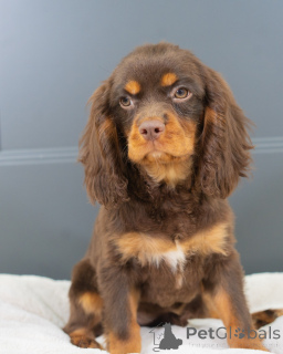 Photo №1. cavalier king charles spaniel - for sale in the city of Augustdorf | negotiated | Announcement № 157214