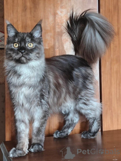 Photo №2 to announcement № 169614 for the sale of maine coon - buy in Italy private announcement