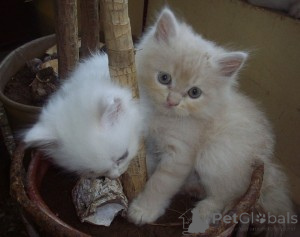 Photo №1. persian cat - for sale in the city of Espoo | 774$ | Announcement № 160458