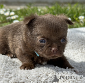 Photo №2 to announcement № 167435 for the sale of chihuahua - buy in Serbia 