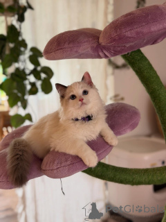 Photo №1. ragdoll - for sale in the city of ANSUBRG | negotiated | Announcement № 157466
