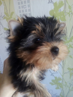 Photo №1. yorkshire terrier - for sale in the city of Minsk | 300$ | Announcement № 1895