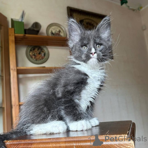 Photo №2 to announcement № 166769 for the sale of maine coon - buy in France private announcement, breeder