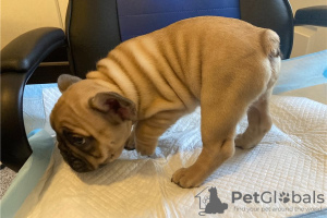 Photo №1. french bulldog - for sale in the city of Vienna | Is free | Announcement № 95314