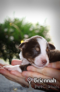 Photo №2 to announcement № 167326 for the sale of miniature american shepherd (aussie) - buy in Poland private announcement, breeder