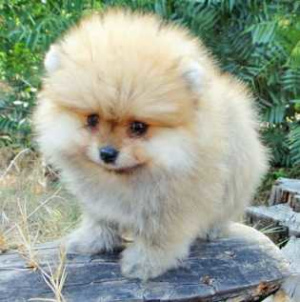 Photo №1. pomeranian - for sale in the city of Geneva | 600$ | Announcement № 879