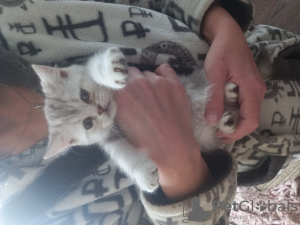 Photo №4. I will sell british shorthair in the city of Chelyabinsk. private announcement - price - 91$