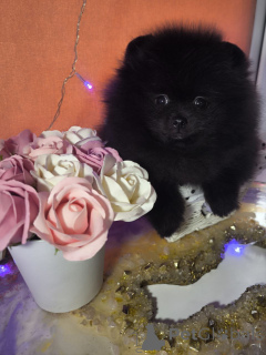 Photo №3. Pomeranian spitz puppies. Russian Federation