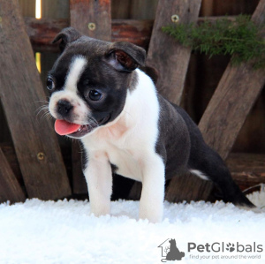 Photo №2 to announcement № 9073 for the sale of boston terrier - buy in Canada from nursery
