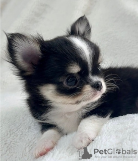 Photo №3. Chihuahua puppy for sale. Germany