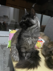 Photo №2 to announcement № 30220 for the sale of maine coon - buy in Cyprus breeder