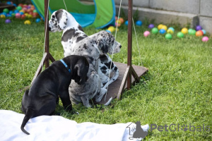 Photo №1. great dane - for sale in the city of Winchester | negotiated | Announcement № 104566
