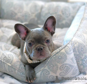 Photo №1. french bulldog - for sale in the city of Mobile | 600$ | Announcement № 80174