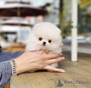 Photo №2 to announcement № 53315 for the sale of pomeranian - buy in United States private announcement