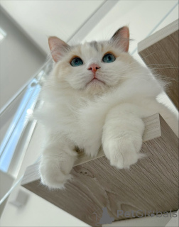 Photo №2 to announcement № 157127 for the sale of ragdoll - buy in Sweden breeder