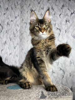 Photo №1. maine coon - for sale in the city of Trier | 423$ | Announcement № 97757