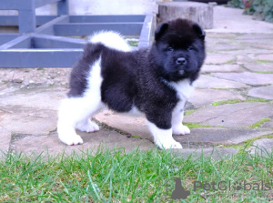 Photo №2 to announcement № 28794 for the sale of american akita - buy in Belarus breeder