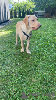 Photo №4. I will sell labrador retriever in the city of Poznan. private announcement - price - negotiated