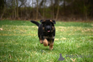 Photo №3. Deutsche Schäferhundwelpen stehen zur Adoption bereit. Germany