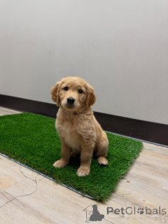 Photo №1. golden retriever - for sale in the city of Milan | negotiated | Announcement № 171209