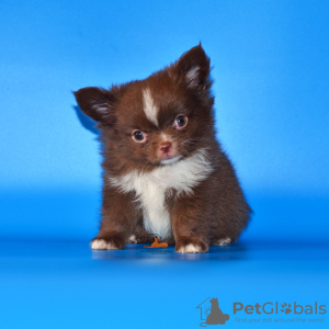 Additional photos: Very beautiful, breed boy Chihuahua of exclusive color.