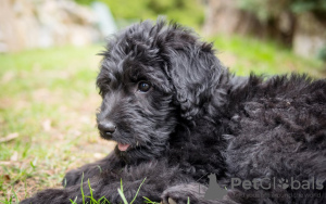 Photo №2 to announcement № 101237 for the sale of labradoodle - buy in Germany private announcement, breeder