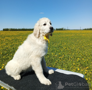 Photo №3. Puppies for sale. Slovak dude. Russian Federation