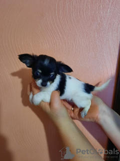 Photo №1. chihuahua - for sale in the city of Minsk | 400$ | Announcement № 8935