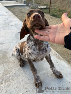 Photo №2 to announcement № 31806 for the sale of german shorthaired pointer - buy in Russian Federation breeder