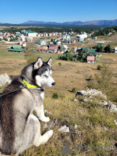 Photo №1. siberian husky - for sale in the city of Bar | Is free | Announcement № 119131