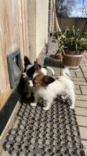 Photo №3. Papillons Puppies Ready. Austria