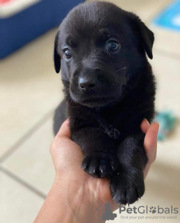 Photo №3. A BLACK LABRADOR PUPPY. Spain