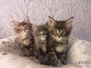 Additional photos: 2 Healthy Maine Coon Kittens for sale