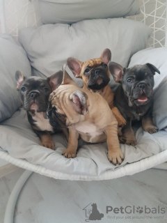 Photo №3. Pedigree French Bulldog puppies available now for sale. Germany