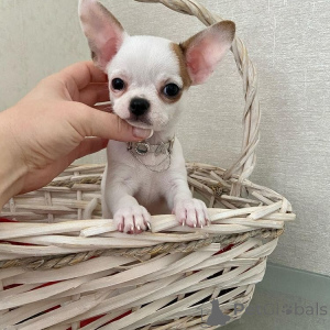 Photo №4. I will sell chihuahua in the city of Traxler. breeder - price - negotiated