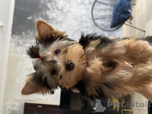 Photo №1. yorkshire terrier - for sale in the city of Grodno | 350$ | Announcement № 19428