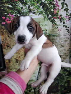 Photo №2 to announcement № 1164 for the sale of jack russell terrier - buy in Belarus private announcement, breeder