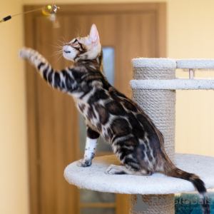 Photo №2 to announcement № 39344 for the sale of bengal cat - buy in Russian Federation 