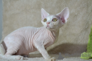 Photo №2 to announcement № 50106 for the sale of devon rex - buy in Russian Federation from nursery
