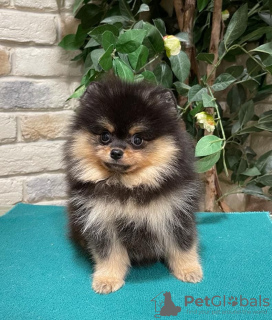 Photo №1. pomeranian - for sale in the city of Nice | negotiated | Announcement № 19646