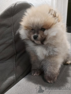 Photo №1. pomeranian - for sale in the city of Belgrade | negotiated | Announcement № 127944