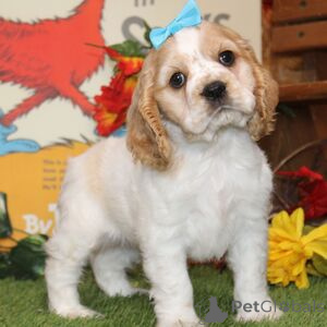 Photo №1. english cocker spaniel - for sale in the city of Amberg | 329$ | Announcement № 151398